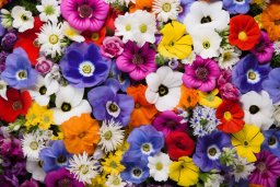 Vibrant Assortment of Colorful Flowers