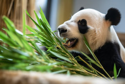 Panda Enjoying Bamboo Meal
